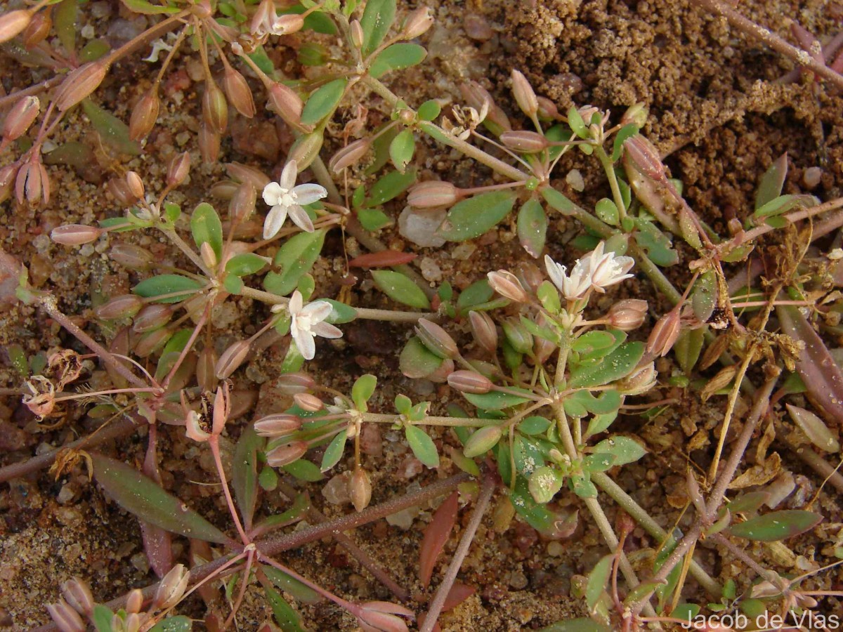 Leucaena leucocephala (Lam.) de Wit